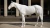 Mark Wallinger's elegant White Horse sculpture outside the British Council offices in London